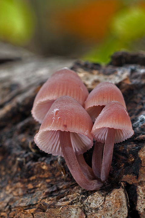 Mycena haematopus (Val Graveglia-GE)